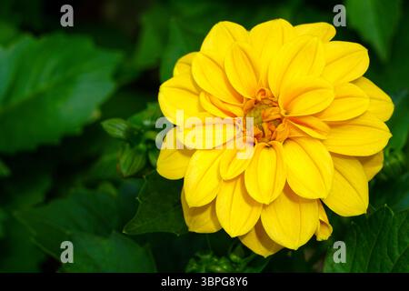 Goldene gelbe Dahlia in voller Blüte mit üppigen grünen Blättern im Hintergrund eines Gartens Stockfoto
