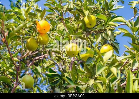 Orangen Reifen auf Ästen von Bäumen zwischen Laub Stockfoto
