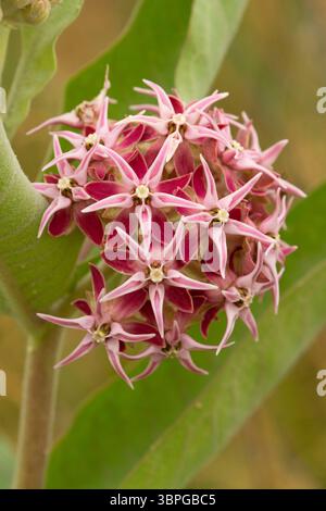 Auffällige Milchweed (Asclepias speciosa) in Blüte, McNary Wildlife Nature Area, Oregon Stockfoto