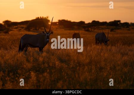 Tierwelt im Zentrum von Kalahari. Wunderschöne berühmte Edelbok Antilope aus Botswana, Afrika. Oryx mit orangefarbenem Gras am Abend Sonnenuntergang. Gemsbock große Antilope da drin Stockfoto