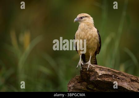 Gelbkopfkarakara, Milvago Chimachima, Vogel fliegen über grüner Vegetation. Caracara-Flug im Naturgebiet Tarcoles, Carara NP, Costa Rica. W Stockfoto