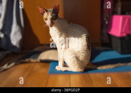 Cornish Rex Katze mit lockigem weißem Fell und farbigen Markierungen, die zu Hause bei warmem Sonnenlicht auf dem Boden sitzen. Haustier-Porträt bei Tageslicht, gemütliche Innenausstattung Stockfoto