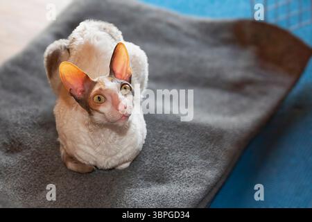 Cornish Rex Katze sitzt drinnen auf Decke Stockfoto