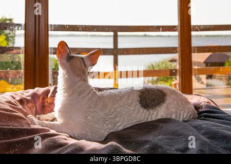Cornish Rex Katze, die an sonnigem Tag aus dem Fenster schaut Stockfoto