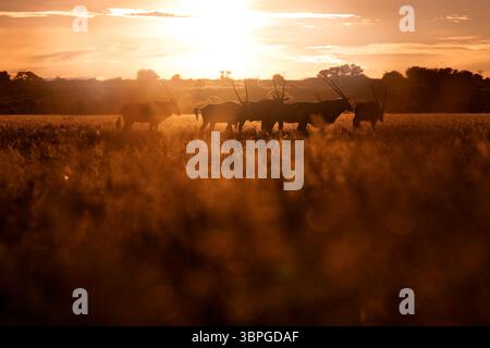 Oryx mit orangefarbenem Gras am Abend Sonnenuntergang. Gemsbock große Antilope im natürlichen Lebensraum, Botswana wilde Wüste. Tierwelt im Zentrum von Kalahari. Wunderschönes kultiges GE Stockfoto