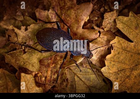 Carabus scabrosus, großer violetter Bodenkäfer, dunkel glänzend blauer Käfer der Familie Carabidae im Herbst braune Blätter im Wald. Carabus scabro Stockfoto