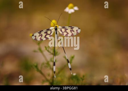 Sinuated Spoonwing, Nemoptera sinuata, Libelle Hinterfliege ähnliche Insekten auf weißem gelbem Fower blühen im natürlichen Lebensraum nahe der Arda, Easte Stockfoto