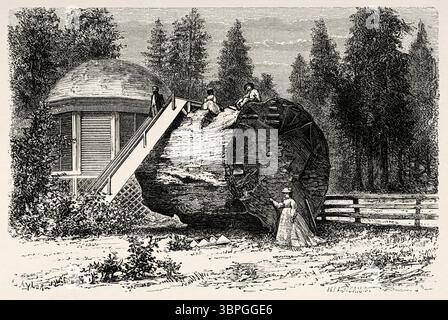 Das Haus wurde über dem Baumstumpf eines großen Baumes erbaut. Calaveras Big Trees State Park, Ebbetts Pass National Scenic Byway, Kalifornien. Vereinigte Staaten von Amerika. Zeichnung von Taylor. Reise von Washington nach San Francisco, 1868 von Lambert Marius Laurent Louis Simonin (1830–1886) Le Tour du Monde 1874 Stockfoto