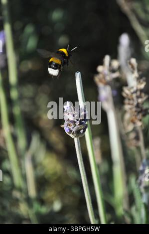 Hummeln fliegen über Lavendelblüten Stockfoto