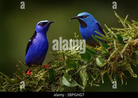 Vergleich - leuchtender Honigkriecher, Cyanerpes lucidus, Rotbeiner Honigkriecher, Cyanerpes cyaneus auf demselben Zweig im Tropenwald, Boca Tapada Stockfoto