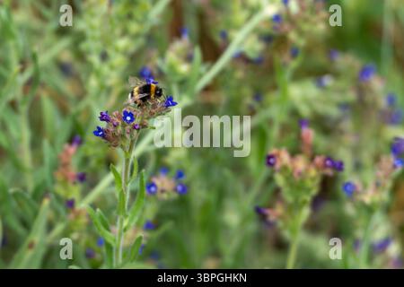 Hummel auf einer Blume. Eine Hummel sitzt auf einer lila-blauen Blume und sammelt Pollen. Seine schwarz-gelbe Färbung hebt sich hervor. Stockfoto