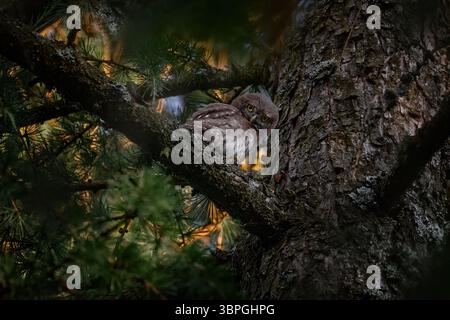 Fünf Wochen alte junge Eule. Pygmy Eulen, sitzt auf Baumfichtenzweig mit klarem dunklem Waldhintergrund. Eurasischer Zinnvogel im Lebensraum. Wunderschönes B Stockfoto