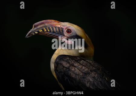 Tropisches Vogelporträt, Visayan Nashornvogel, Penelopides panini, im dunklen Wald. Hornbill, Nahaufnahme aus dem tropischen Dschungel, Balinsasayao Twin Lakes Natu Stockfoto