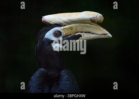 Palawan-Nashornvogel, Anthracoceros marchei, Großvogel, der auf den Philippinen in Asien endemisch ist. Tierwelt Natur. Tier im Waldhabitat der Philippinen. Hupe Stockfoto