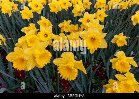 Eine leuchtende und dichte Ansammlung von leuchtend gelben Narzissen füllt den Rahmen und zeigt eine wunderschöne Frühlingsblüte. Ihre sonnigen Blütenblätter und ihr Charac Stockfoto