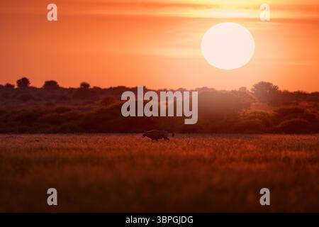 Tierwelt im Zentrum von Kalahari. Wunderschöne berühmte Edelbok Antilope aus Botswana, Afrika. Oryx mit orangefarbenem Gras am Abend Sonnenuntergang. Gemsbock große Antilope da drin Stockfoto
