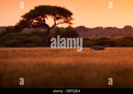 Oryx mit orangefarbenem Gras am Abend Sonnenuntergang. Gemsbock große Antilope im natürlichen Lebensraum, Botswana wilde Wüste. Tierwelt im Zentrum von Kalahari. Wunderschönes kultiges GE Stockfoto