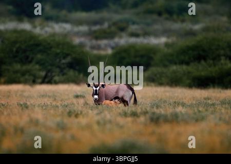 Oryx mit orangefarbenem Gras am Abend Sonnenuntergang. Familie mit Jungen. Tierwelt im Zentrum von Kalahari. Wunderschöne berühmte Edelbok Antilope aus Botswana, Afrika. Gemsboc Stockfoto