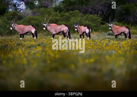 Central Kalahari Frühling, gelbe Blume blüht in der Nähe. Oryx mit orangefarbenem Gras am Abend Sonnenuntergang. Gemsbock große Antilope im natürlichen Lebensraum, Botswana Wild d Stockfoto