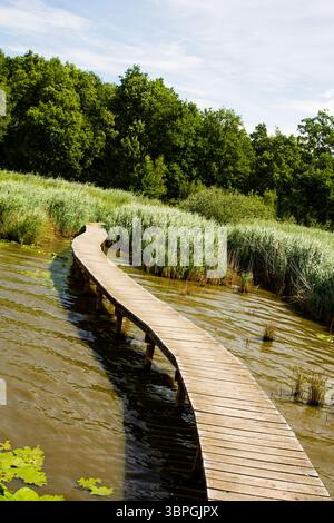 Ein anmutig geschwungener Holzsteg durchquert trübes Wasser, das von dichtem grünen Schilf umgeben ist und in einen dichten Wald unter hellem Himmel führt. Stockfoto