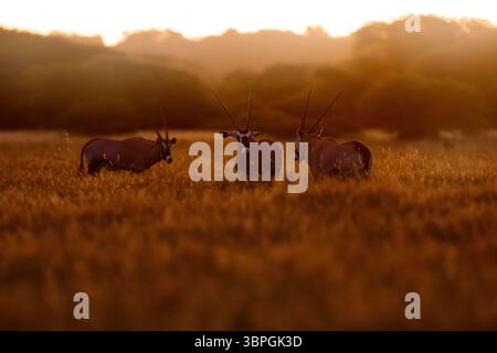 Oryx mit orangefarbenem Gras am Abend Sonnenuntergang. Gemsbock große Antilope im natürlichen Lebensraum, Botswana wilde Wüste. Tierwelt im Zentrum von Kalahari. Wunderschönes kultiges GE Stockfoto