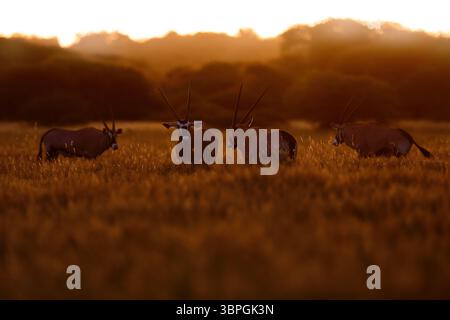 Oryx mit orangefarbenem Gras am Abend Sonnenuntergang. Gemsbock große Antilope im natürlichen Lebensraum, Botswana wilde Wüste. Tierwelt im Zentrum von Kalahari. Wunderschönes kultiges GE Stockfoto