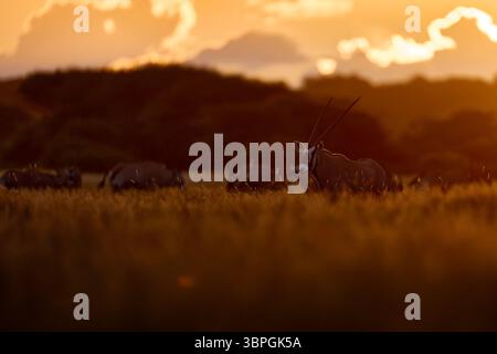 Oryx mit orangefarbenem Gras am Abend Sonnenuntergang. Gemsbock große Antilope im natürlichen Lebensraum, Botswana wilde Wüste. Tierwelt im Zentrum von Kalahari. Wunderschönes kultiges GE Stockfoto