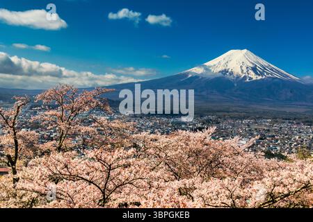 Der Blick auf den schneebedeckten Gipfel des Fuji ragt majestätisch über die Stadt, während im Vordergrund zarte Kirschblüten blühen, Fuji, Shizuoka, Japan. Stockfoto