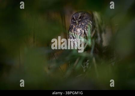 Gefleckte Eule, Strix virgata, Vogel versteckt in der Natur. Eule aus dem Garten in Heredia, Costa Rica. Bambusbaumvegetation mit meliertem Eulendrurrin Stockfoto