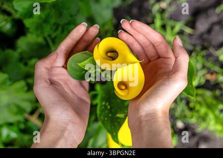 Die Hände halten sanft gelbe Calla-Lilien. Eine Nahaufnahme der Hände, die in einem Garten leuchtende gelbe Calla-Lilien sorgfältig umschmeicheln, die Eleganz und Sorgfalt repräsentieren Stockfoto