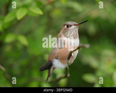 Juvenile weibliche Kolibris, die auf einem Zweig hocken Stockfoto