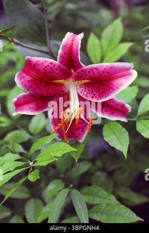 Nahaufnahme der Stagazer Lily (Lilium 'Stargazer') Blüte mit senfgelben Antheren in der Mitte Stockfoto