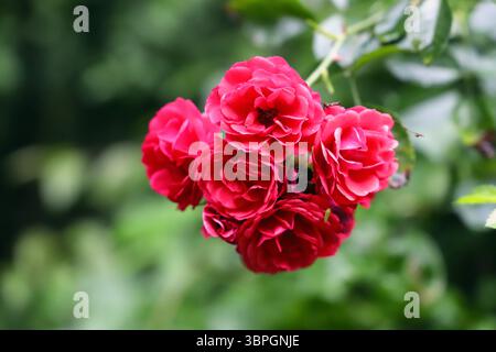 Nahaufnahme einer Gruppe roter Gartenrosen vor einem unscharfen grünen Hintergrund Stockfoto