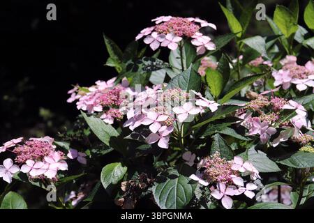 Blühende Rosa Lacecap Hydrangea Stockfoto