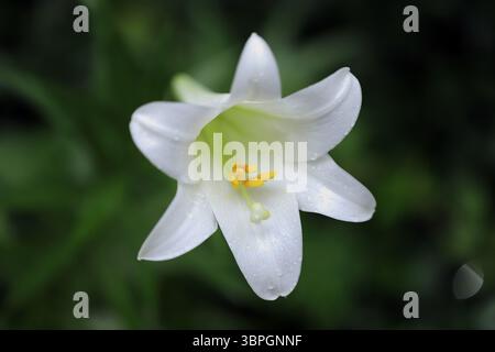 Nahaufnahme einer einzelnen weißen Osterlilie (Lilium lngiflorum) Blüte mit gelben Antheren und Wassertropfen vor verschwommenem grünem Hintergrund Stockfoto