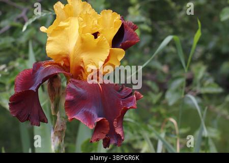 Ein Bild einer blühenden, mehrfarbigen Irisblume vor einem Hintergrund grüner Pflanzen. Stockfoto
