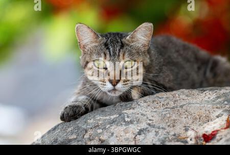 Straßenkatze auf einem Felsen auf Gran Canaria, wachsam und tabbybeschichtet, mit natürlicher Kulisse. Stockfoto