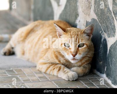 Orangefarbene, tabby Straßenkatze mit grünen Augen, die friedlich auf einem gefliesten Boden neben einer Steinmauer auf Gran Canaria liegt. Sein ruhiger Blick trifft auf die Kamera. Stockfoto
