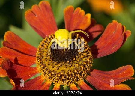 Blumenkrabbenspinne, Misumena vatia, Weibchen, die die Farbe der Blume annehmen, warten darauf, vorbeiziehende Beute, Raubtier, Helenium zu ergreifen Stockfoto