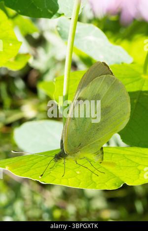 Pieris brassicae, großer weißer Schmetterling, der Eier auf der Unterseite eines Kapuzinerblattes legt, Kohl weißer Schmetterling Stockfoto