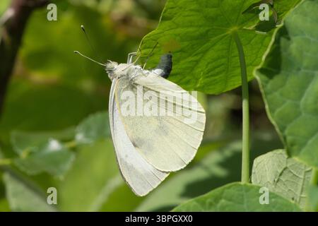 Pieris brassicae, großer weißer Schmetterling, der Eier auf der Unterseite eines Kapuzinerblattes legt, Kohl weißer Schmetterling Stockfoto