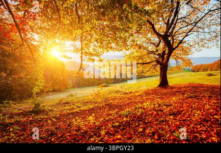 Wunderschöner sonniger Tag in Karpaten Bergtal. Buntes Laub im Herbstpark. Standort Ort der Ukraine, Europa. Hintergrund. Phot Stockfoto