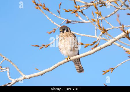 Ein weiblicher amerikanischer Kestrel-Vogel, der friedlich auf dem Zweig eines aufblühenden Baumes an einem schönen Tag im Frühling ruht, mit einem Bein darunter Stockfoto