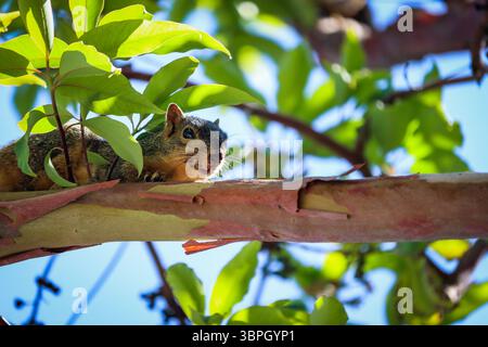 Niedliche Eichhörnchen in einem Baum Stockfoto