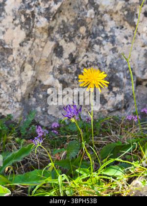 Ein gelber wilder Löwenzahn und violette Wildblumen auf dem felsigen Weg in den Karpaten, Rumänien Stockfoto