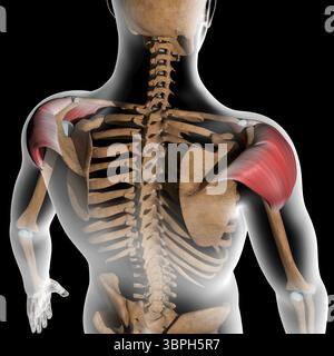 Diese 3D-Abbildung zeigt die Rückansicht der Deltamuskeln auf dem Röntgenkörper Stockfoto
