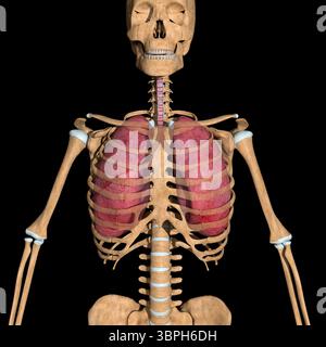 Dies ist eine 3D-Abbildung der Vorderansicht der menschlichen Lunge Stockfoto
