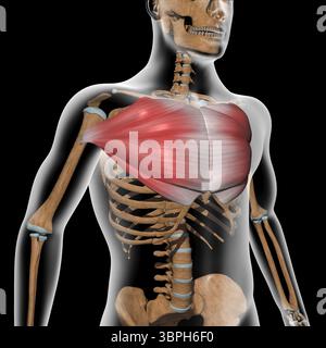 Diese 3D-Abbildung zeigt die Hauptmuskeln der Pectoralis am Röntgenkörper Stockfoto