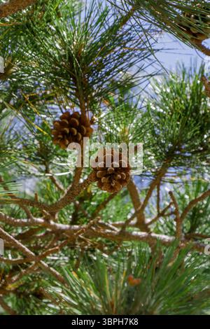 Zwei Tannenzapfen hängen von Ästen, umgeben von üppig grünen Nadeln unter einem klaren blauen Himmel. Die ruhige Atmosphäre unterstreicht die Schönheit der Natur, Stockfoto