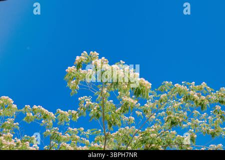 Ein atemberaubender blühender Baum zeigt seine hellen Blüten vor dem Hintergrund eines leuchtend blauen Himmels. Das Sonnenlicht hebt die frischen grünen Blätter hervor, Creat Stockfoto